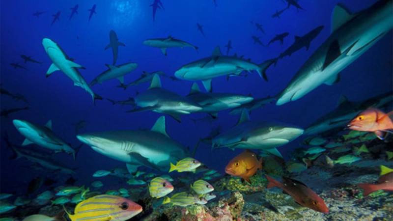 Le 7ème ciel des requins gris