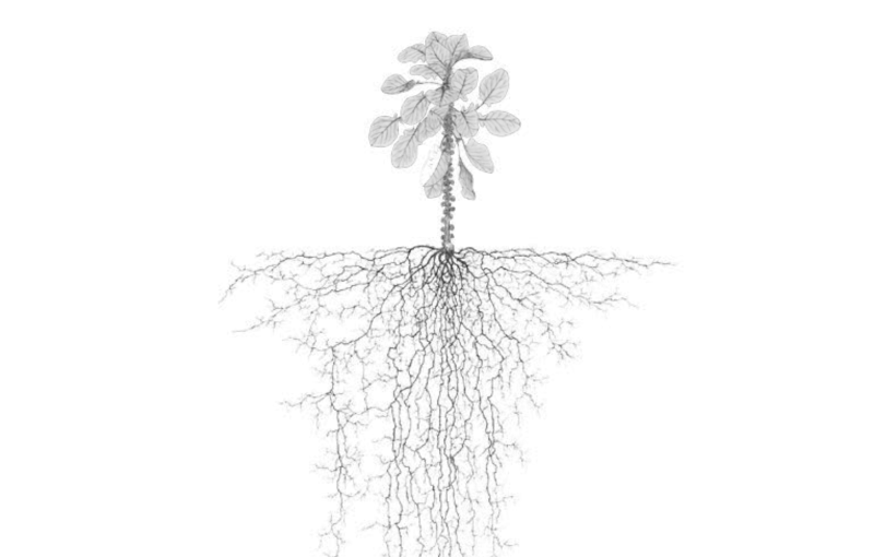 La petite histoire du déracinement